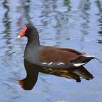 Common Gallinule